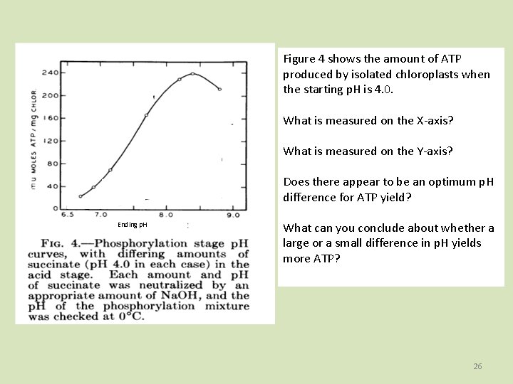 Figure 4 shows the amount of ATP produced by isolated chloroplasts when the starting