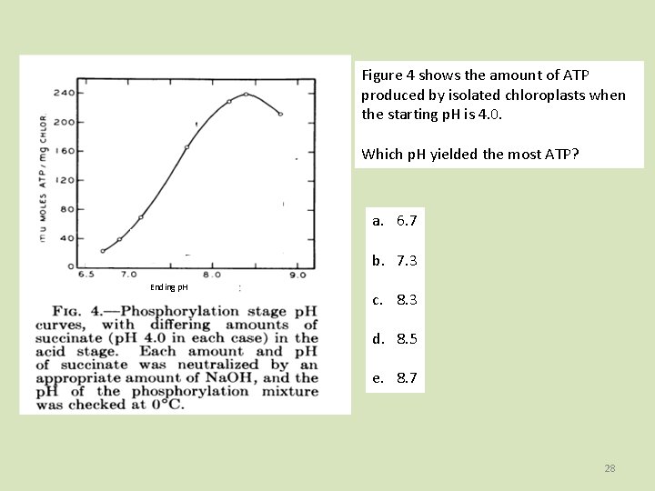 Figure 4 shows the amount of ATP produced by isolated chloroplasts when the starting