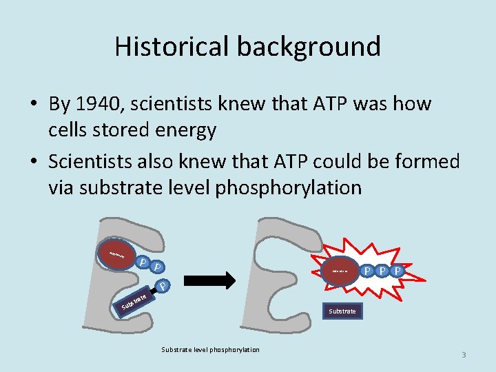 Historical background • By 1940, scientists knew that ATP was how cells stored energy