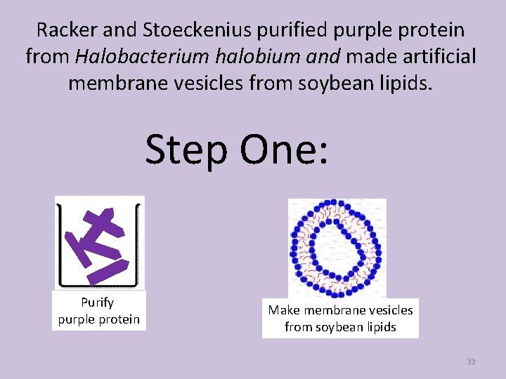 Racker and Stoeckenius purified purple protein from Halobacterium halobium and made artificial membrane vesicles
