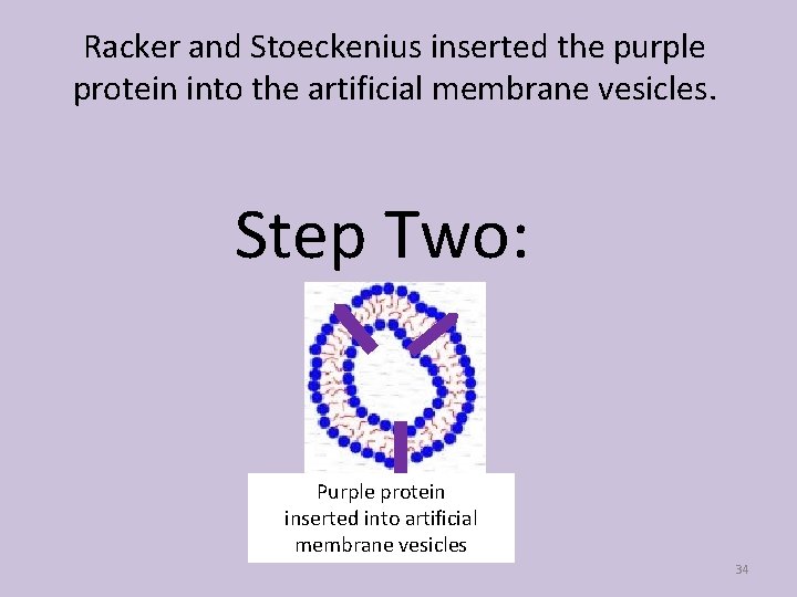 Racker and Stoeckenius inserted the purple protein into the artificial membrane vesicles. Step Two: