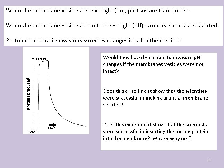 When the membrane vesicles receive light (on), protons are transported. When the membrane vesicles