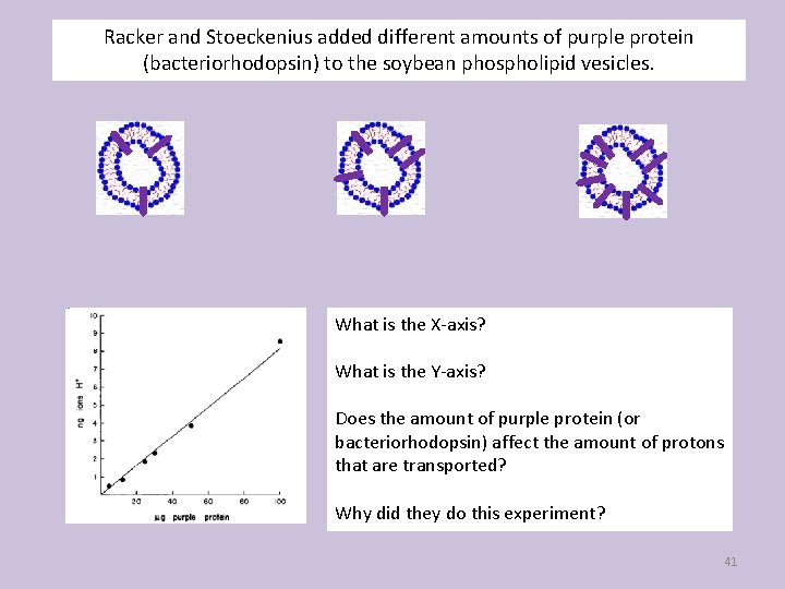 Racker and Stoeckenius added different amounts of purple protein (bacteriorhodopsin) to the soybean phospholipid