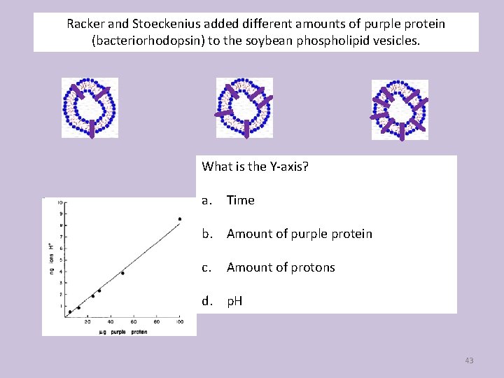Racker and Stoeckenius added different amounts of purple protein (bacteriorhodopsin) to the soybean phospholipid