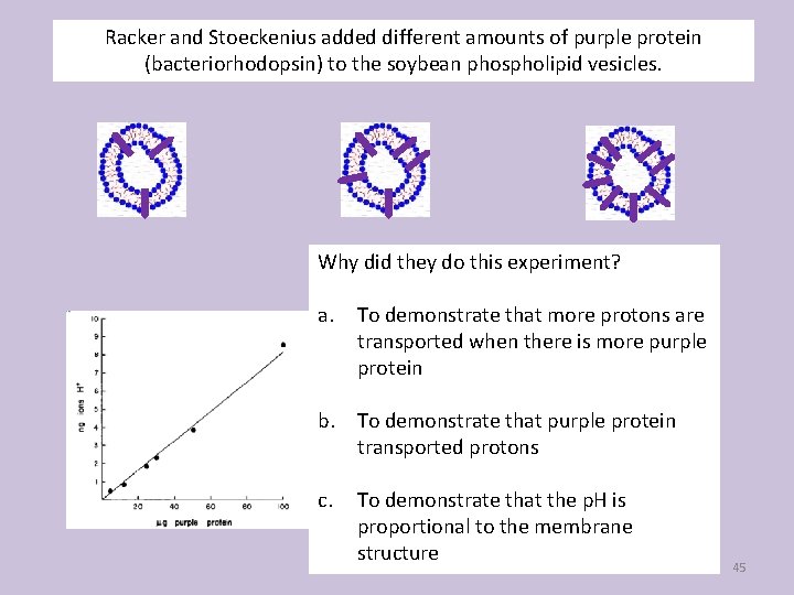 Racker and Stoeckenius added different amounts of purple protein (bacteriorhodopsin) to the soybean phospholipid