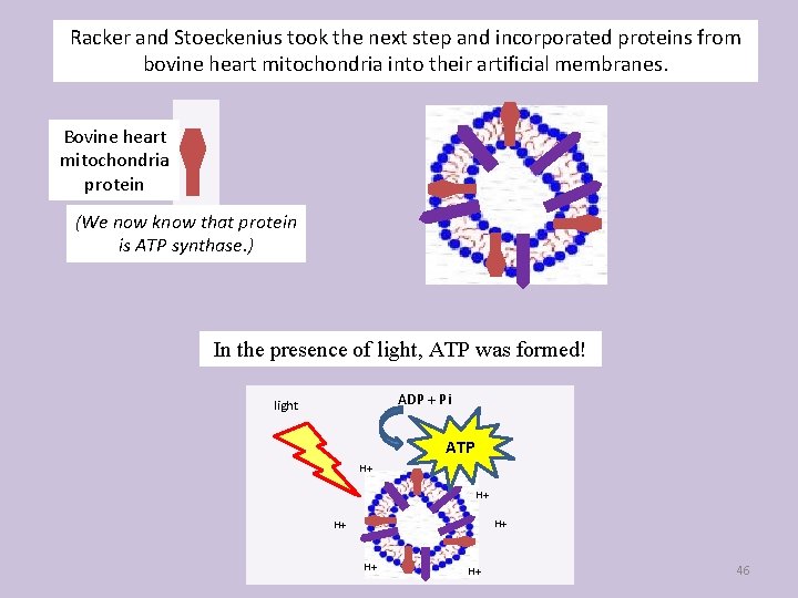 Racker and Stoeckenius took the next step and incorporated proteins from bovine heart mitochondria