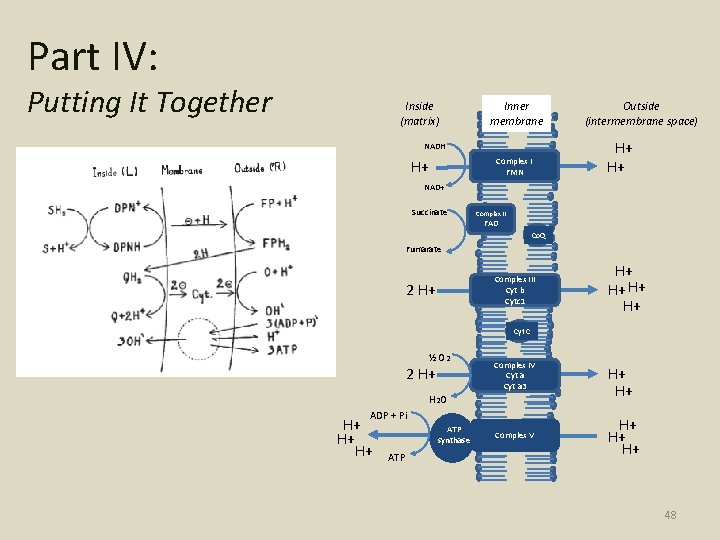 Part IV: Putting It Together Inside (matrix) Inner membrane NADH Complex I FMN H+