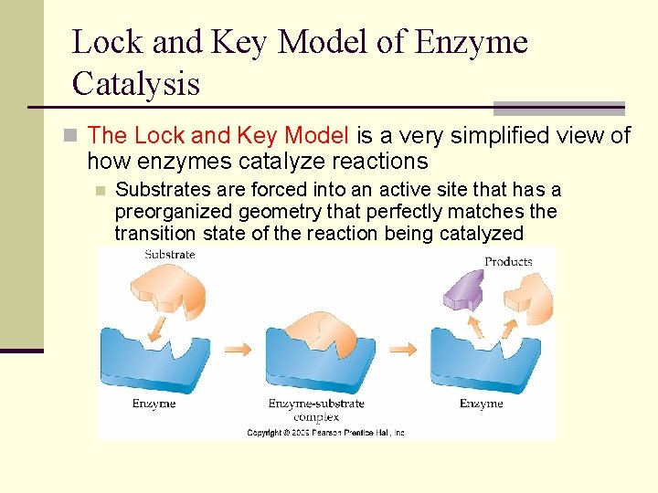 Lock and Key Model of Enzyme Catalysis n The Lock and Key Model is