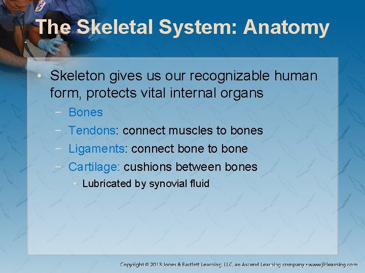 The Skeletal System: Anatomy • Skeleton gives us our recognizable human form, protects vital The Skeletal System: Anatomy • Skeleton gives us our recognizable human form, protects vital