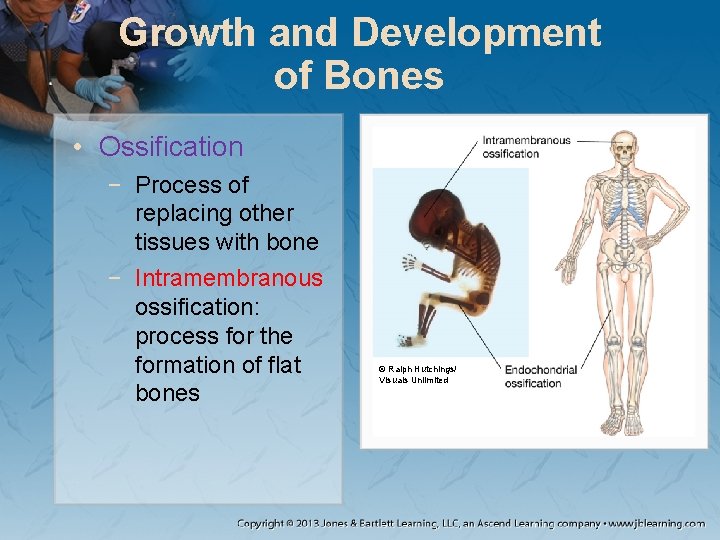 Growth and Development of Bones • Ossification − Process of replacing other tissues with Growth and Development of Bones • Ossification − Process of replacing other tissues with