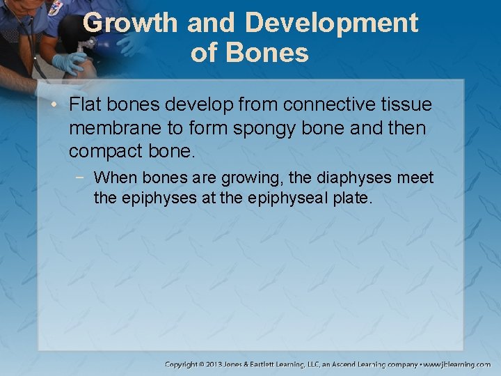 Growth and Development of Bones • Flat bones develop from connective tissue membrane to Growth and Development of Bones • Flat bones develop from connective tissue membrane to