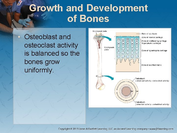 Growth and Development of Bones • Osteoblast and osteoclast activity is balanced so the Growth and Development of Bones • Osteoblast and osteoclast activity is balanced so the