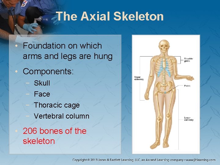 The Axial Skeleton • Foundation on which arms and legs are hung • Components: The Axial Skeleton • Foundation on which arms and legs are hung • Components: