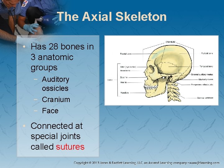 The Axial Skeleton • Has 28 bones in 3 anatomic groups − Auditory ossicles The Axial Skeleton • Has 28 bones in 3 anatomic groups − Auditory ossicles