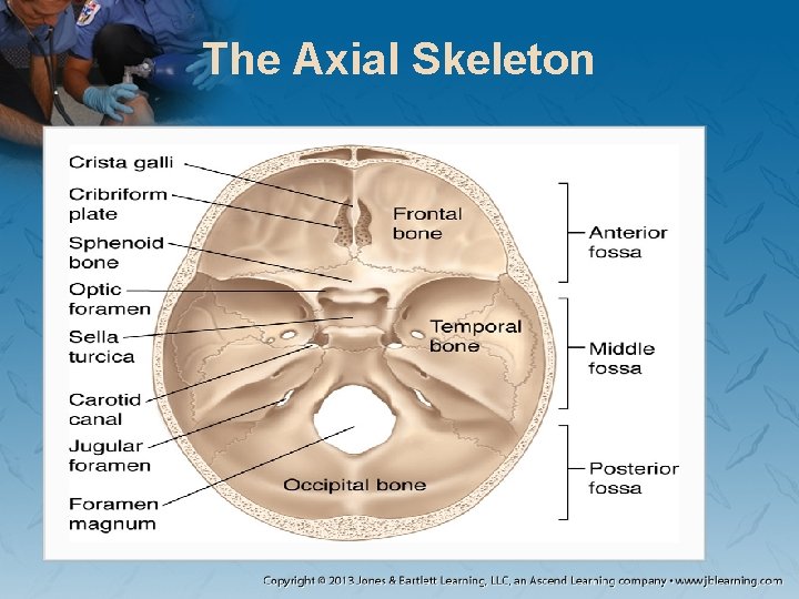 The Axial Skeleton The Axial Skeleton
