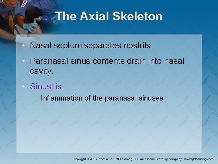 The Axial Skeleton • Nasal septum separates nostrils. • Paranasal sinus contents drain into The Axial Skeleton • Nasal septum separates nostrils. • Paranasal sinus contents drain into