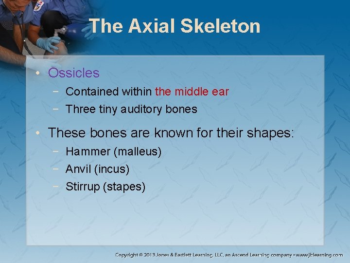 The Axial Skeleton • Ossicles − Contained within the middle ear − Three tiny The Axial Skeleton • Ossicles − Contained within the middle ear − Three tiny