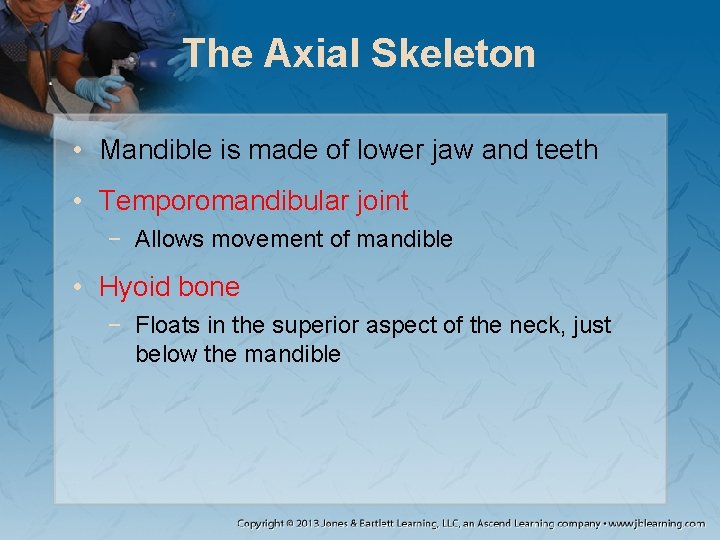 The Axial Skeleton • Mandible is made of lower jaw and teeth • Temporomandibular The Axial Skeleton • Mandible is made of lower jaw and teeth • Temporomandibular