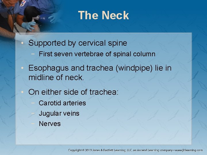 The Neck • Supported by cervical spine − First seven vertebrae of spinal column The Neck • Supported by cervical spine − First seven vertebrae of spinal column