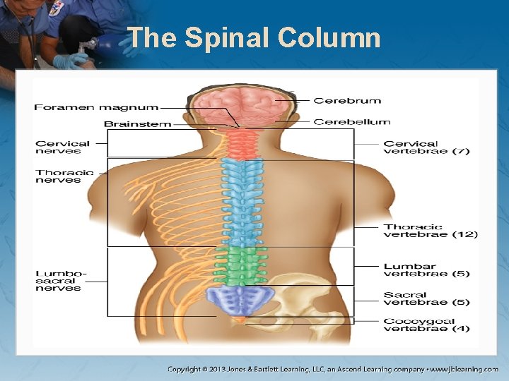 The Spinal Column The Spinal Column