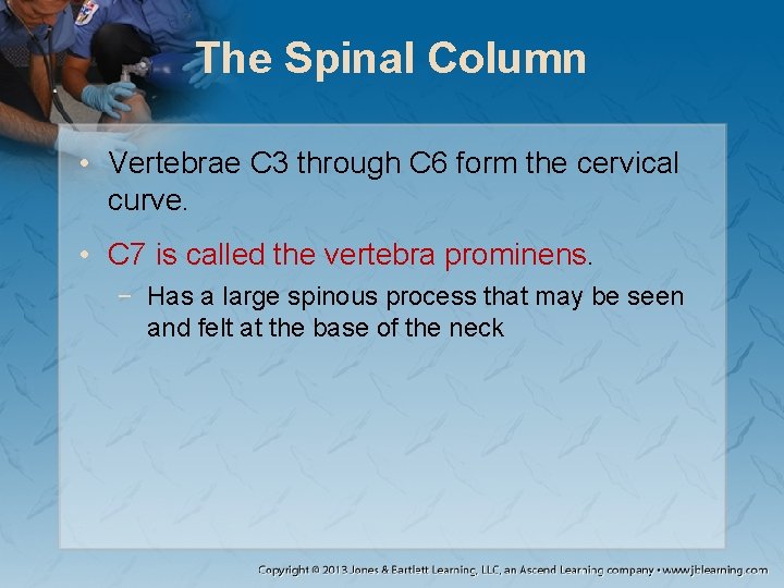 The Spinal Column • Vertebrae C 3 through C 6 form the cervical curve. The Spinal Column • Vertebrae C 3 through C 6 form the cervical curve.