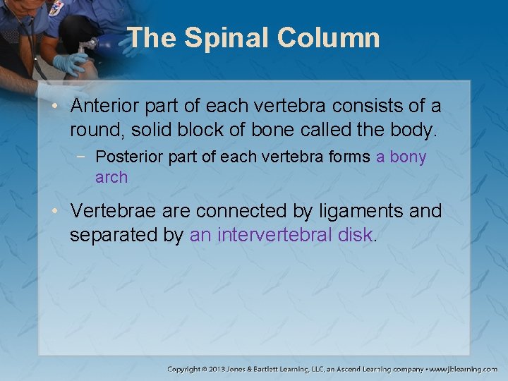 The Spinal Column • Anterior part of each vertebra consists of a round, solid The Spinal Column • Anterior part of each vertebra consists of a round, solid