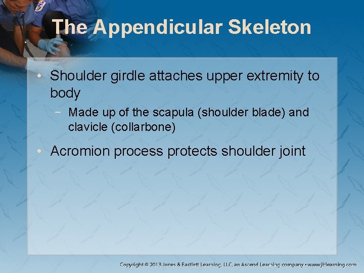 The Appendicular Skeleton • Shoulder girdle attaches upper extremity to body − Made up The Appendicular Skeleton • Shoulder girdle attaches upper extremity to body − Made up