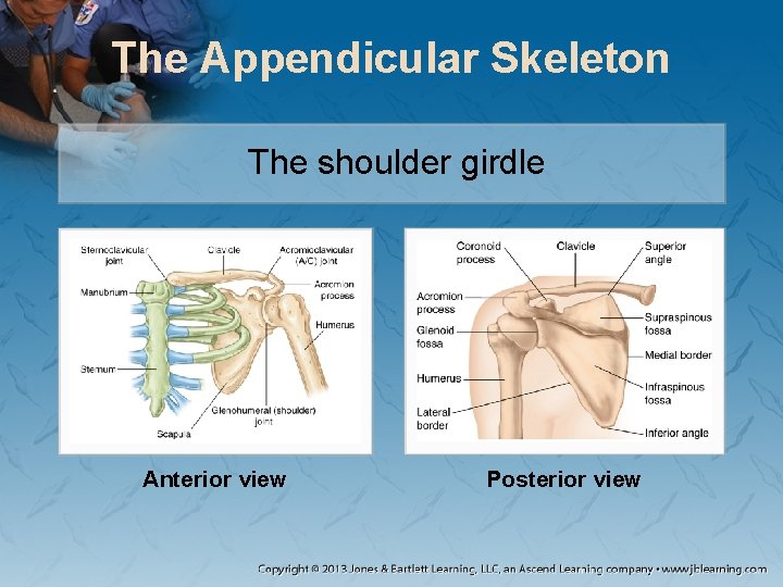 The Appendicular Skeleton The shoulder girdle Anterior view Posterior view The Appendicular Skeleton The shoulder girdle Anterior view Posterior view