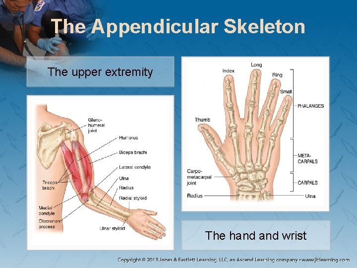 The Appendicular Skeleton The upper extremity The hand wrist The Appendicular Skeleton The upper extremity The hand wrist