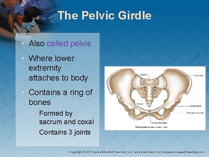 The Pelvic Girdle • Also called pelvis • Where lower extremity attaches to body The Pelvic Girdle • Also called pelvis • Where lower extremity attaches to body