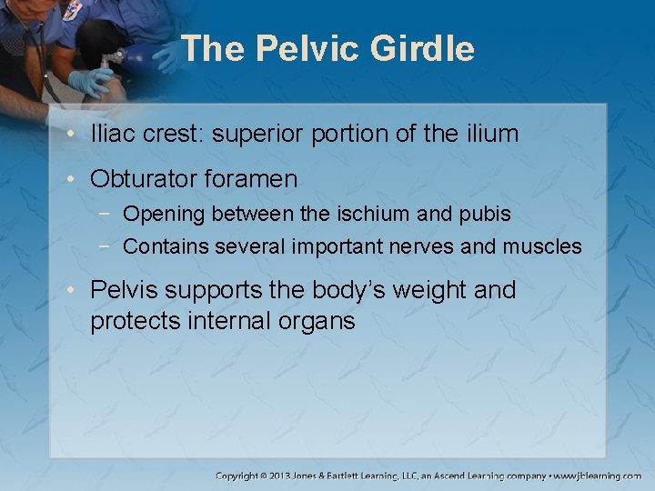 The Pelvic Girdle • Iliac crest: superior portion of the ilium • Obturator foramen The Pelvic Girdle • Iliac crest: superior portion of the ilium • Obturator foramen