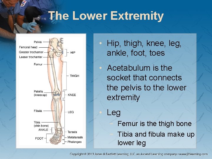 The Lower Extremity • Hip, thigh, knee, leg, ankle, foot, toes • Acetabulum is The Lower Extremity • Hip, thigh, knee, leg, ankle, foot, toes • Acetabulum is