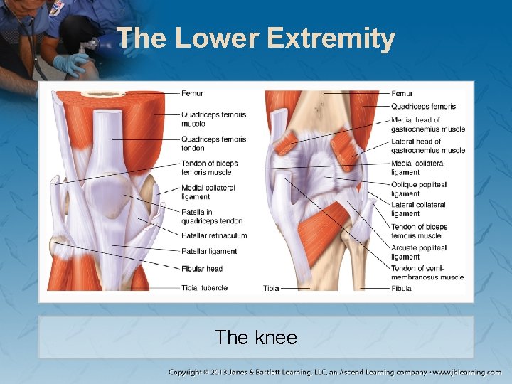 The Lower Extremity The knee The Lower Extremity The knee