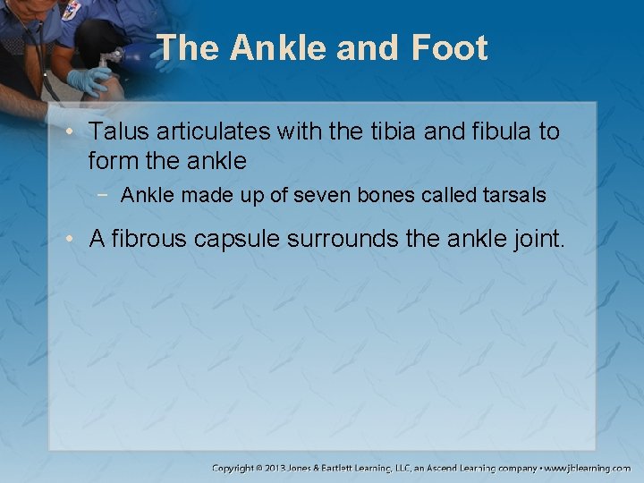 The Ankle and Foot • Talus articulates with the tibia and fibula to form The Ankle and Foot • Talus articulates with the tibia and fibula to form