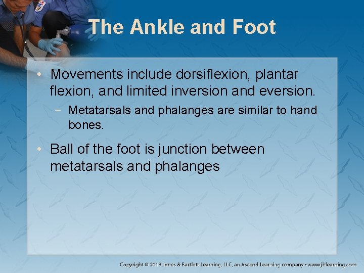 The Ankle and Foot • Movements include dorsiflexion, plantar flexion, and limited inversion and The Ankle and Foot • Movements include dorsiflexion, plantar flexion, and limited inversion and