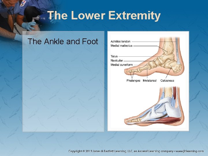The Lower Extremity The Ankle and Foot The Lower Extremity The Ankle and Foot
