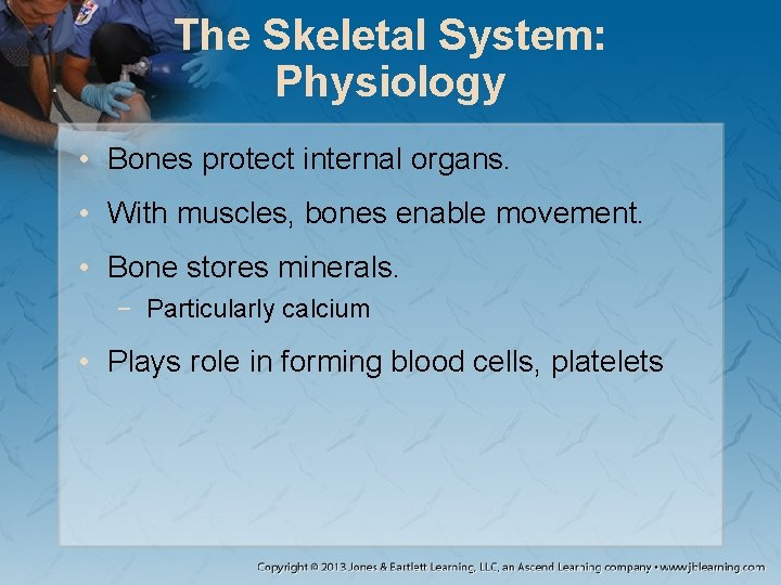 The Skeletal System: Physiology • Bones protect internal organs. • With muscles, bones enable The Skeletal System: Physiology • Bones protect internal organs. • With muscles, bones enable