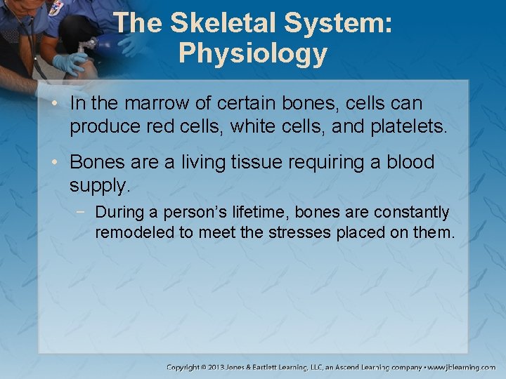 The Skeletal System: Physiology • In the marrow of certain bones, cells can produce The Skeletal System: Physiology • In the marrow of certain bones, cells can produce