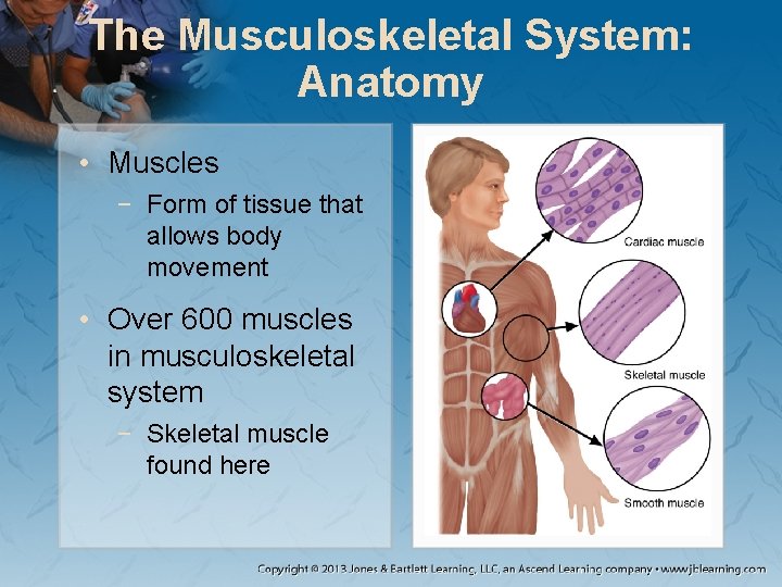 The Musculoskeletal System: Anatomy • Muscles − Form of tissue that allows body movement The Musculoskeletal System: Anatomy • Muscles − Form of tissue that allows body movement