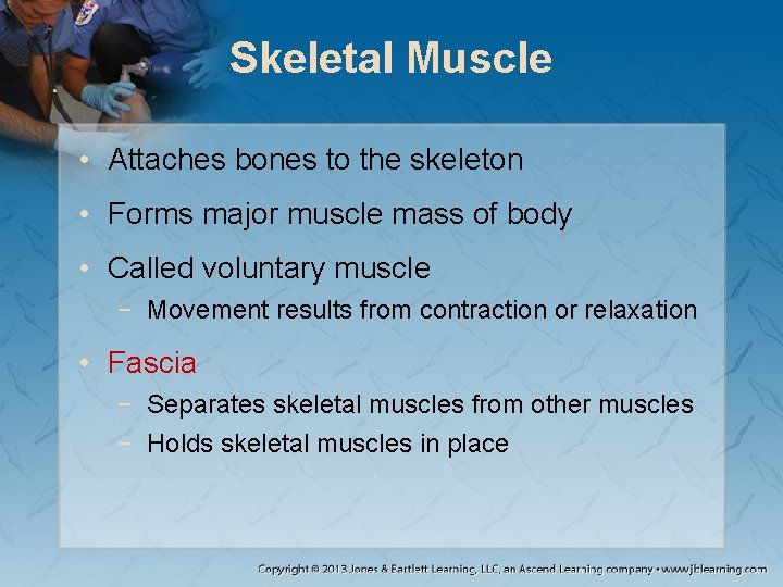 Skeletal Muscle • Attaches bones to the skeleton • Forms major muscle mass of Skeletal Muscle • Attaches bones to the skeleton • Forms major muscle mass of