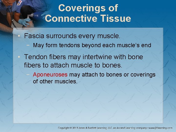 Coverings of Connective Tissue • Fascia surrounds every muscle. − May form tendons beyond Coverings of Connective Tissue • Fascia surrounds every muscle. − May form tendons beyond