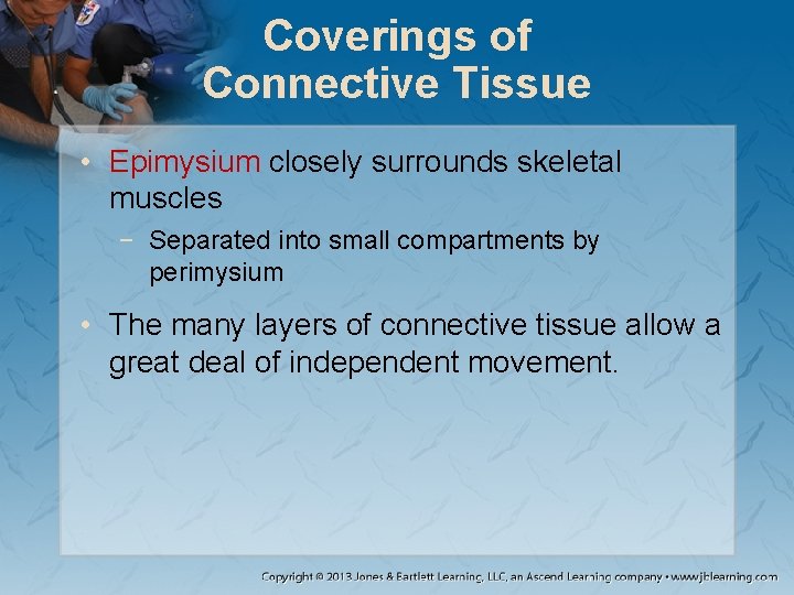 Coverings of Connective Tissue • Epimysium closely surrounds skeletal muscles − Separated into small Coverings of Connective Tissue • Epimysium closely surrounds skeletal muscles − Separated into small
