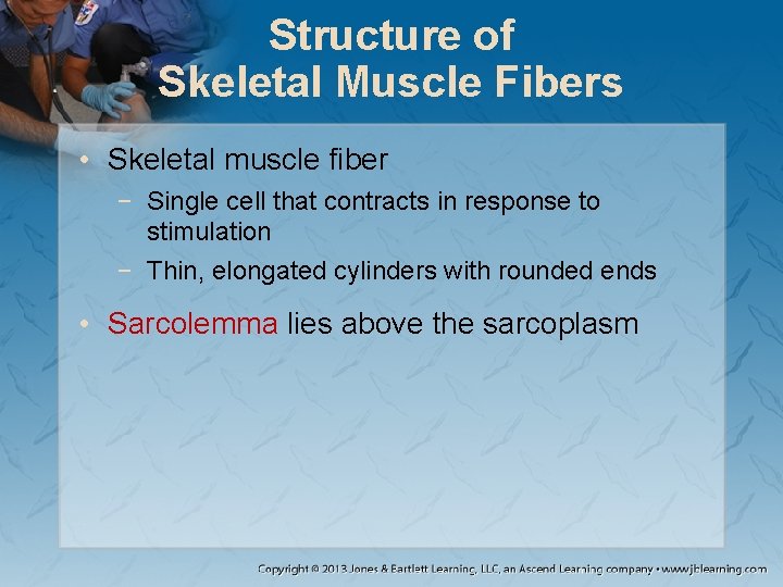 Structure of Skeletal Muscle Fibers • Skeletal muscle fiber − Single cell that contracts Structure of Skeletal Muscle Fibers • Skeletal muscle fiber − Single cell that contracts