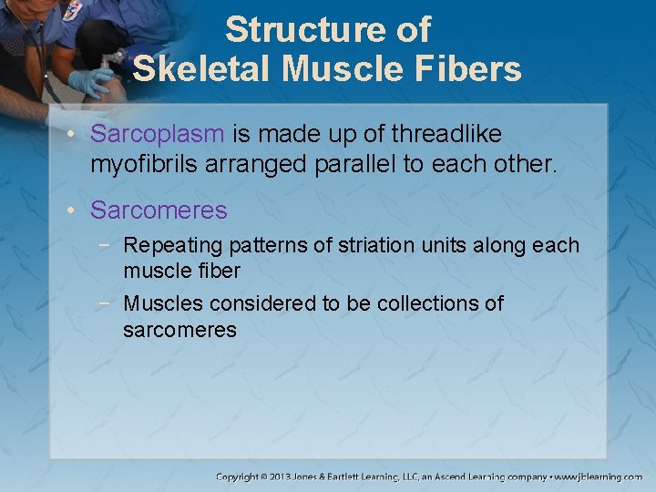 Structure of Skeletal Muscle Fibers • Sarcoplasm is made up of threadlike myofibrils arranged Structure of Skeletal Muscle Fibers • Sarcoplasm is made up of threadlike myofibrils arranged