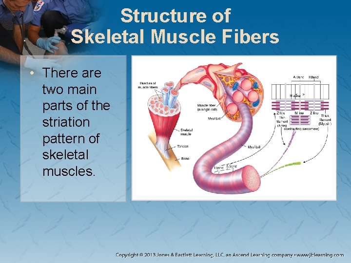 Structure of Skeletal Muscle Fibers • There are two main parts of the striation Structure of Skeletal Muscle Fibers • There are two main parts of the striation