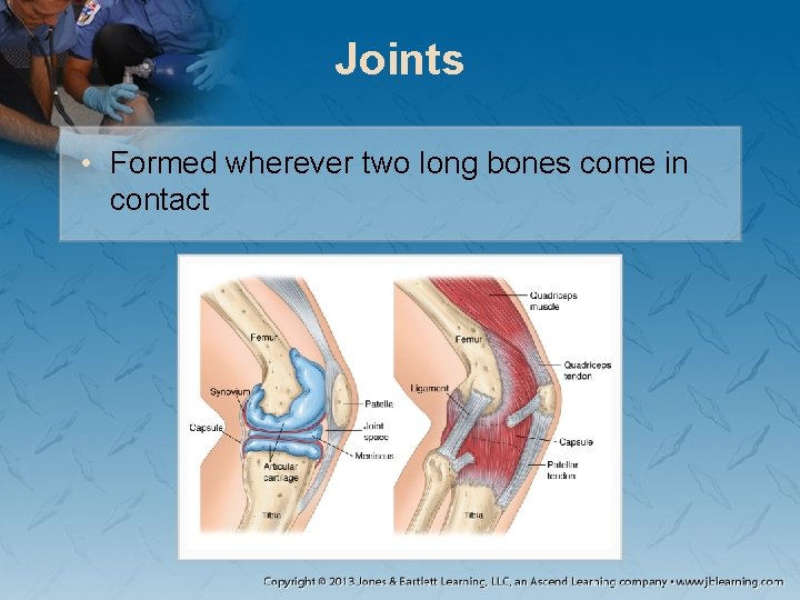 Joints • Formed wherever two long bones come in contact Joints • Formed wherever two long bones come in contact