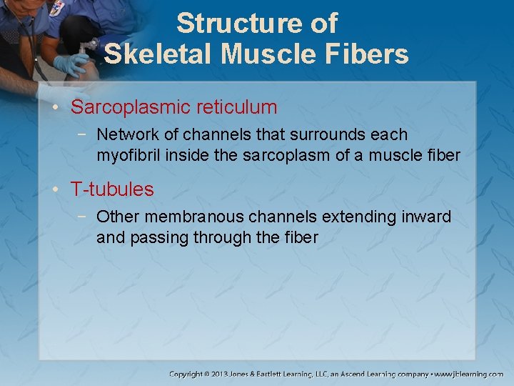 Structure of Skeletal Muscle Fibers • Sarcoplasmic reticulum − Network of channels that surrounds Structure of Skeletal Muscle Fibers • Sarcoplasmic reticulum − Network of channels that surrounds