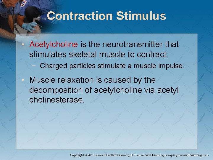 Contraction Stimulus • Acetylcholine is the neurotransmitter that stimulates skeletal muscle to contract. − Contraction Stimulus • Acetylcholine is the neurotransmitter that stimulates skeletal muscle to contract. −
