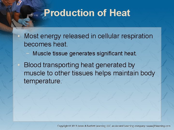 Production of Heat • Most energy released in cellular respiration becomes heat. − Muscle Production of Heat • Most energy released in cellular respiration becomes heat. − Muscle