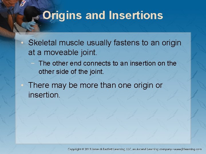 Origins and Insertions • Skeletal muscle usually fastens to an origin at a moveable Origins and Insertions • Skeletal muscle usually fastens to an origin at a moveable